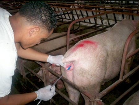 Efecto del uso de toallas humedas antisepticas en el area vulvar en cerdas destetadas previo a la inseminacion artificial - Image 2