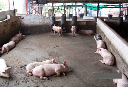 La Enfermería: La manera de recuperar lechones enfermos - Image 2