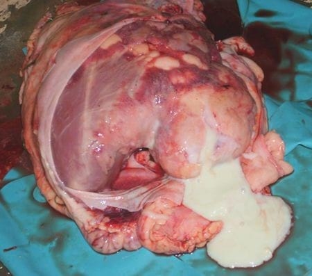 Muerte Súbita en Vacas lecheras - Image 2