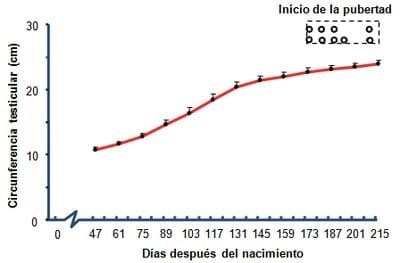 Determinación del inicio de la pubertad en machos cabríos de la raza alpino nacidos en invierno en el subtrópico mexicano - Image 4