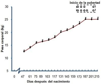 Determinación del inicio de la pubertad en machos cabríos de la raza alpino nacidos en invierno en el subtrópico mexicano - Image 1