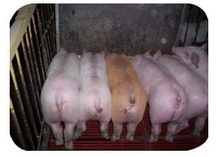 Nutrición rentable del lechón moderno (parte I) ¿Cómo seleccionar un preiniciador? - Image 2