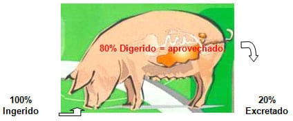 Nutrición rentable del lechón moderno (parte I) ¿Cómo seleccionar un preiniciador? - Image 6