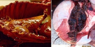 Problemas de salud observados en cerdos y su relación con micotoxinas - Image 1