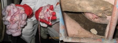 Problemas de salud observados en cerdos y su relación con micotoxinas - Image 6