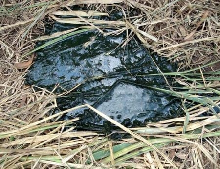 Intoxicación aguda con Cobre en Bovinos por ingestión de Oxicloruro de cobre - Image 14