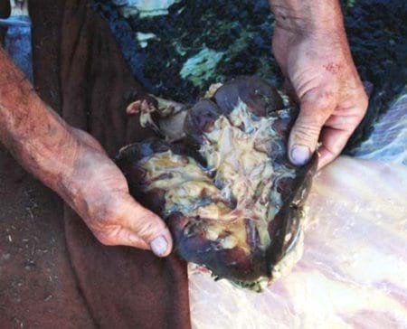 Intoxicación aguda con Cobre en Bovinos por ingestión de Oxicloruro de cobre - Image 2