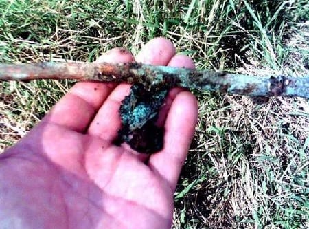 Intoxicación aguda con Cobre en Bovinos por ingestión de Oxicloruro de cobre - Image 15