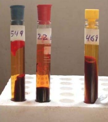 Intoxicación aguda con Cobre en Bovinos por ingestión de Oxicloruro de cobre - Image 21