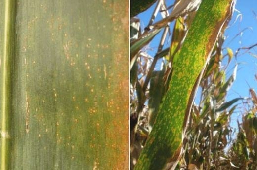 Principales enfermedades del cultivo de maíz en la zona Norte de la Prov. de Bs. As. Campaña 2009-2010 - Image 3