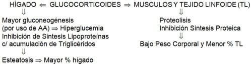 Influencia de genotipo, nutrición y manejo en la respuesta inmune de los pollos - Image 5