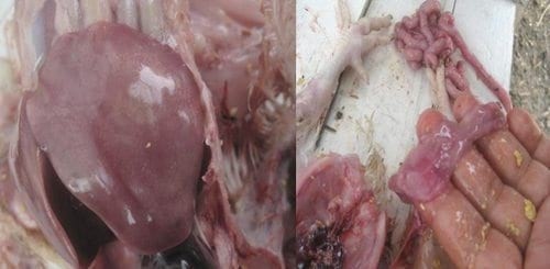 Hepavex 200®: el aliado del hígado en las aves - Image 2