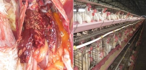 Hepavex 200®: el aliado del hígado en las aves - Image 1