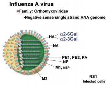 Situación Mundial de la Influenza Aviar y sus implicaciones en América Latina - Image 2