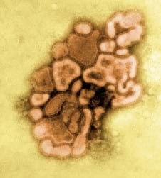 Situación Mundial de la Influenza Aviar y sus implicaciones en América Latina - Image 1