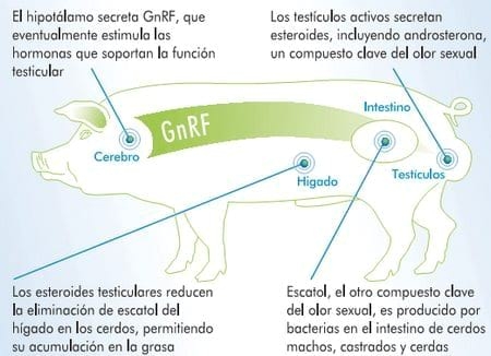 Inmunocastración en cerdos - Pfizer presenta Improvac - Image 1