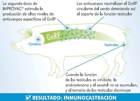 Inmunocastración en cerdos - Pfizer presenta Improvac - Image 2