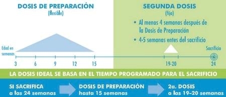 Inmunocastración en cerdos - Pfizer presenta Improvac - Image 4