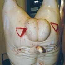 Inmunocastración en cerdos - Pfizer presenta Improvac - Image 11