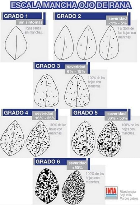 Intensidad y pérdida de rendimiento en cultivares de soja por mancha ojo de rana - Image 1