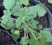 Dinámica de aparición de hojas en sphaeralcea bonarensis como metodo para el calculo de su temperatura base - Image 11