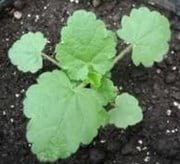 Dinámica de aparición de hojas en sphaeralcea bonarensis como metodo para el calculo de su temperatura base - Image 8
