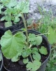 Dinámica de aparición de hojas en sphaeralcea bonarensis como metodo para el calculo de su temperatura base - Image 12