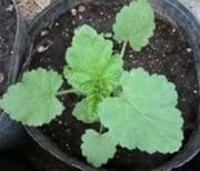 Dinámica de aparición de hojas en sphaeralcea bonarensis como metodo para el calculo de su temperatura base - Image 9
