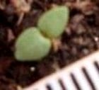 Dinámica de aparición de hojas en sphaeralcea bonarensis como metodo para el calculo de su temperatura base - Image 1