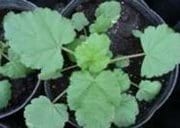 Dinámica de aparición de hojas en sphaeralcea bonarensis como metodo para el calculo de su temperatura base - Image 10