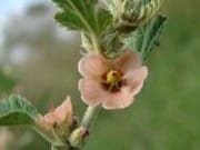 Dinámica de aparición de hojas en sphaeralcea bonarensis como metodo para el calculo de su temperatura base - Image 13
