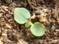 Dinámica de aparición de hojas en sphaeralcea bonarensis como metodo para el calculo de su temperatura base - Image 2