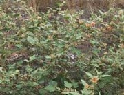 Dinámica de aparición de hojas en sphaeralcea bonarensis como metodo para el calculo de su temperatura base - Image 14