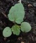 Dinámica de aparición de hojas en sphaeralcea bonarensis como metodo para el calculo de su temperatura base - Image 5