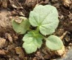 Dinámica de aparición de hojas en sphaeralcea bonarensis como metodo para el calculo de su temperatura base - Image 4