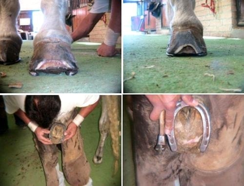 Laminitis. Reporte de un caso - Image 2