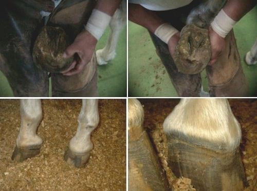Laminitis. Reporte de un caso - Image 1