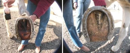 Laminitis. Reporte de un caso - Image 3
