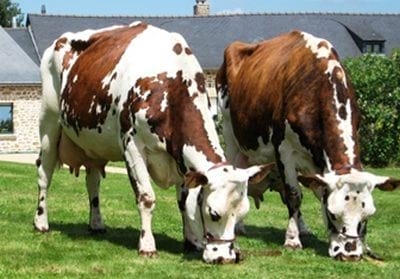 Asonormando: Francia, una experiencia para el mejoramiento e innovación en el manejo agropecuario - Image 4