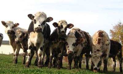 Asonormando: Francia, una experiencia para el mejoramiento e innovación en el manejo agropecuario - Image 2