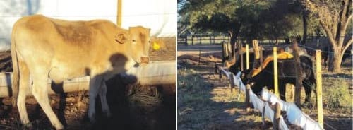 Engorde a Corral (FEEDLOT) - Image 4