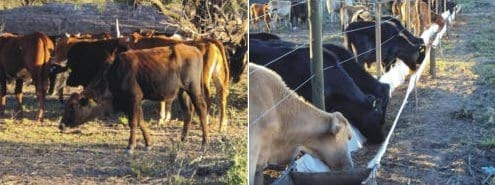 Engorde a Corral (FEEDLOT) - Image 3