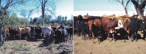 Engorde a Corral (FEEDLOT) - Image 2