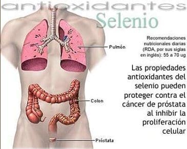 La leche de vaca en la nutrición humana: Una revisión - Image 1