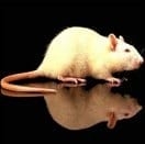Nutrición rentable del lechón moderno (parte III). El impulso para el crecimiento - Image 8