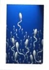 ¿Por qué se decidió comercializar pajillas de 0.25cc en lugar de las pajillas convencionales de 0.50cc en el semen bovino? - Image 3