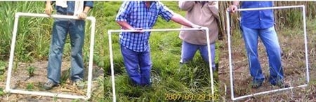 ¿Cómo aforar un potrero para pastoreo correctamente? - Image 11