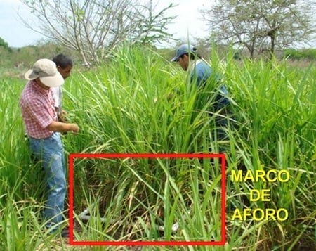 ¿Cómo aforar un potrero para pastoreo correctamente? - Image 9
