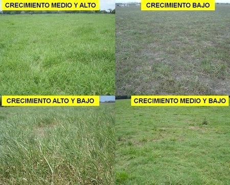 ¿Cómo aforar un potrero para pastoreo correctamente? - Image 7