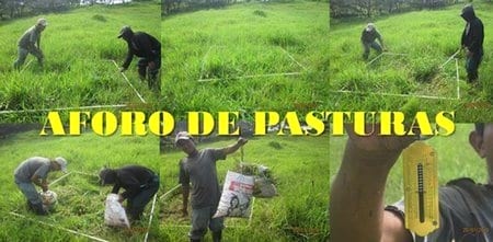 ¿Cómo aforar un potrero para pastoreo correctamente? - Image 1